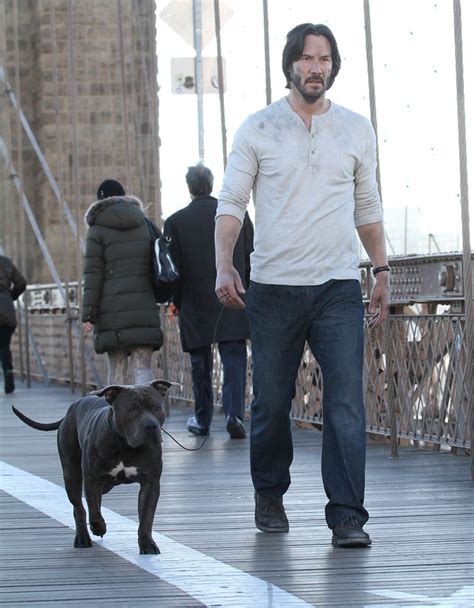 dog breed john wick 3|John Wick 3’s Dog Training Took Longer Than The Movie’s。